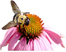 healthy honey