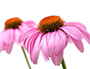 echinacea